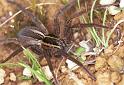 Dolomedes_minor_F2406_Z_86_HW 43 _Nieuw-Zeeland